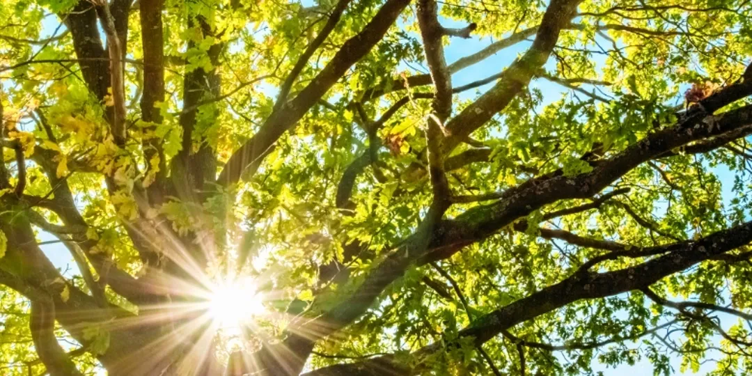 Sunlight shining through tree branches