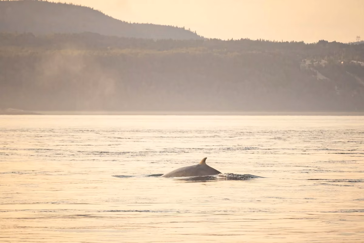 Baleine observée au large dans le fleuve Saint-Laurent