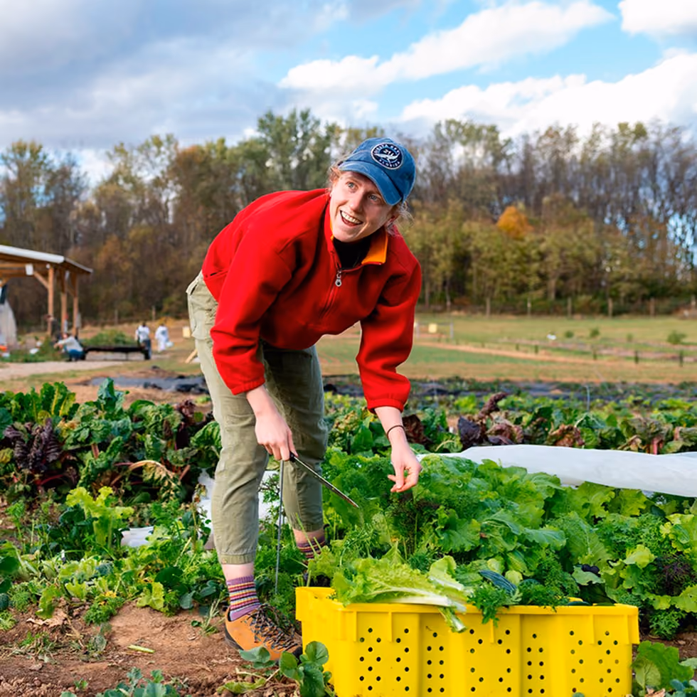 Person in red jacket and cap harvesting leafy greens in a farm field with a yellow crate.