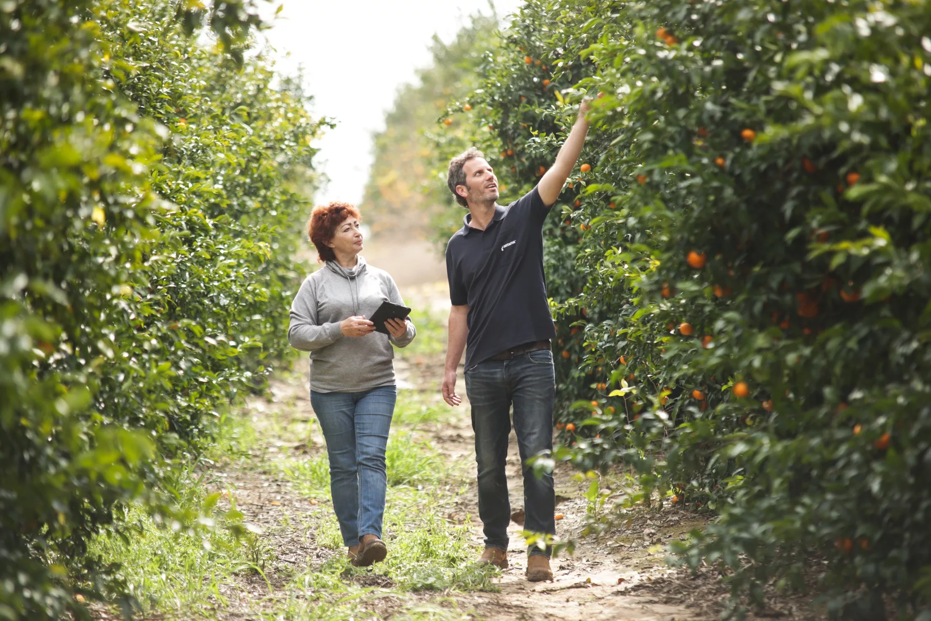 Two people walk among the clementine trees