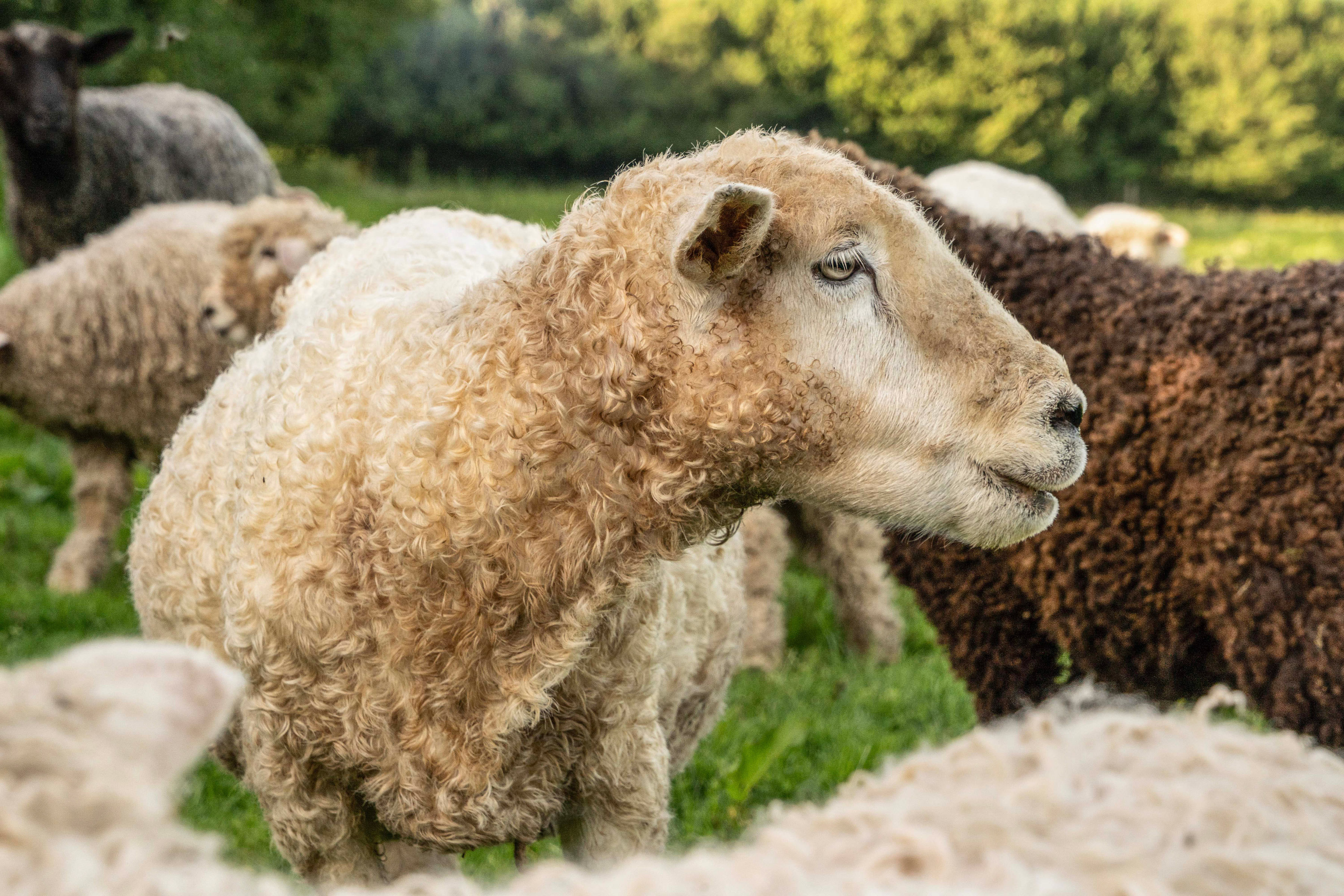A longwool ewe at Borough Farm, Devon