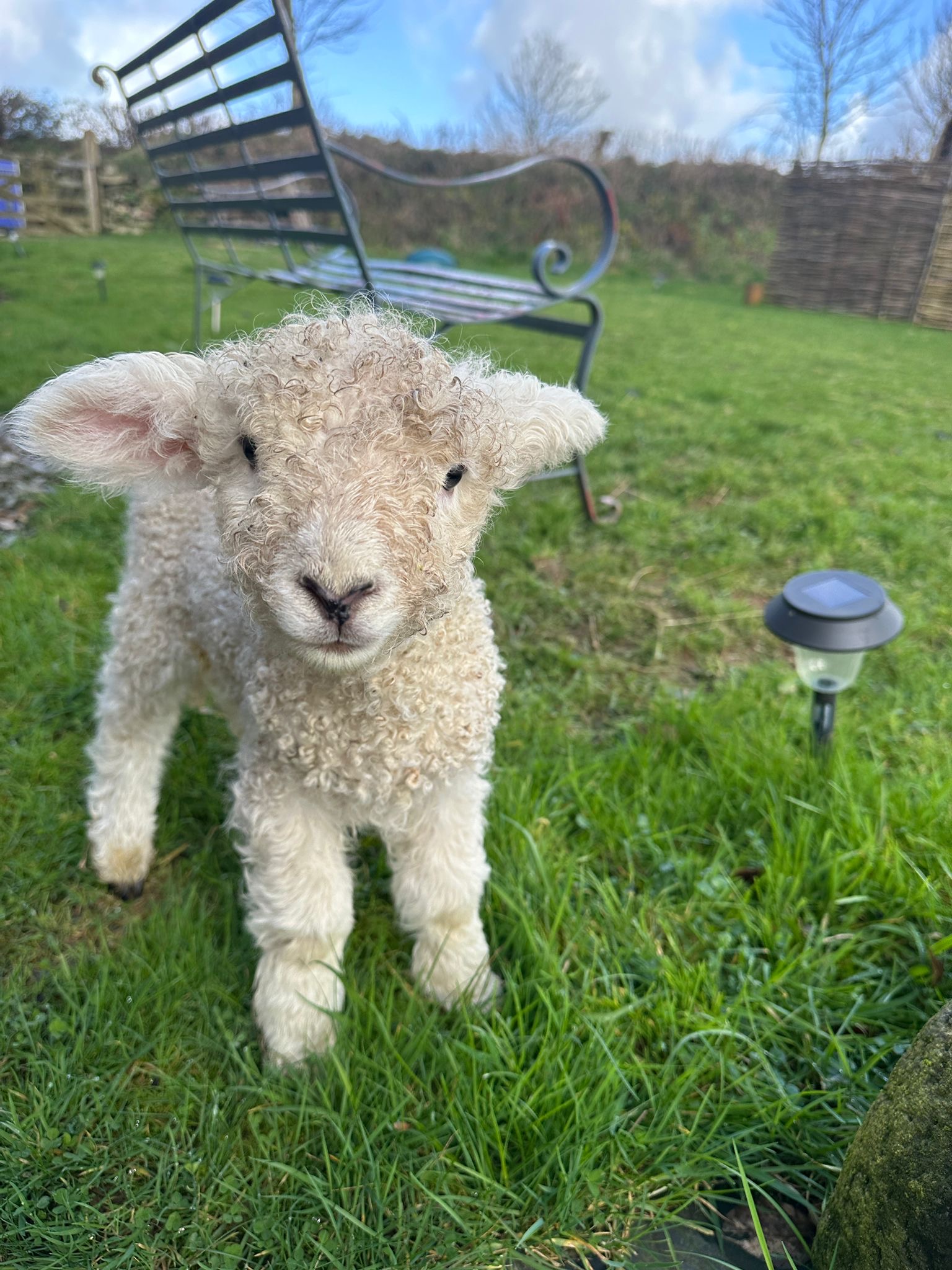 Spring at Borough Farm: Lambing, Blossom and Dartmoor at Its Best