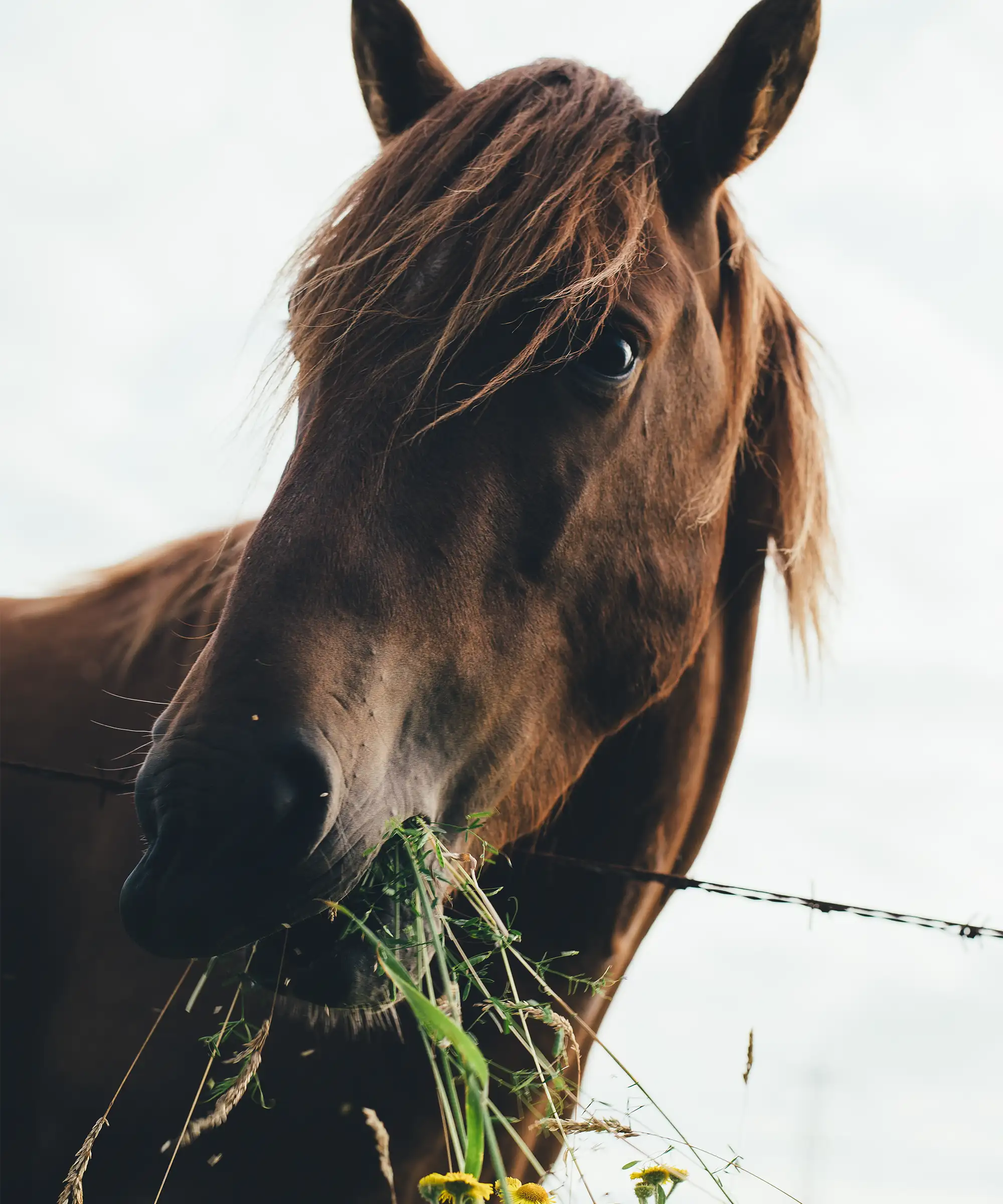 5 Must Do Activities in and around Borough Farm