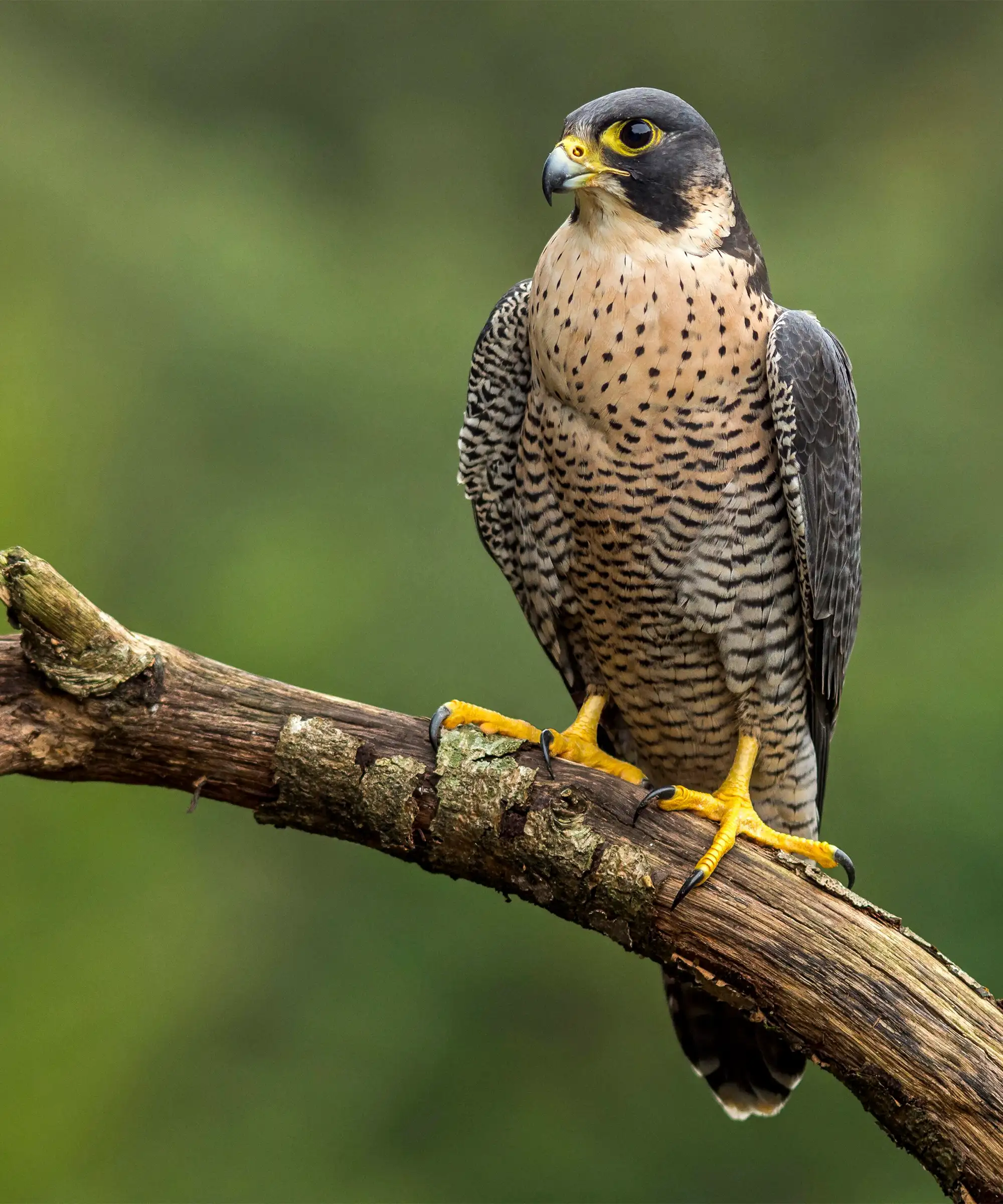 Borough's Big 5: Discover the top 5 animals you can spot during your stay