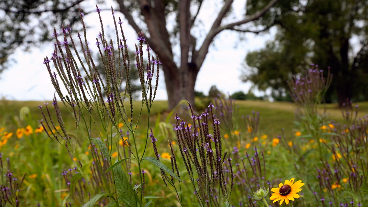 Restored prairie and woodland trails at Kenyon College's Kokosing Nature Preserve