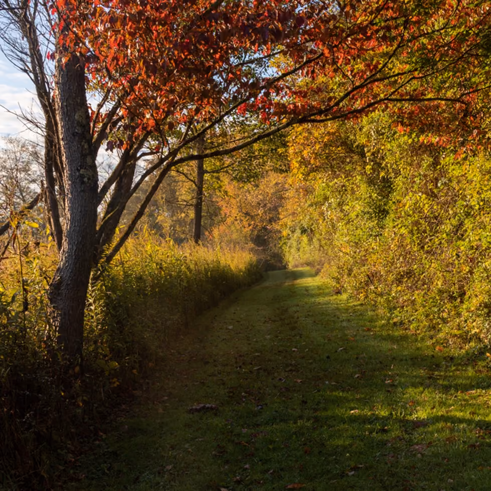 Hiking trail through prairie and wetland habitats at Kenyon College's Brown Family Environmental Center