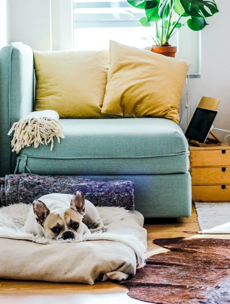 French bulldog resting on a beige cushion in front of a blue couch with two yellow pillows.