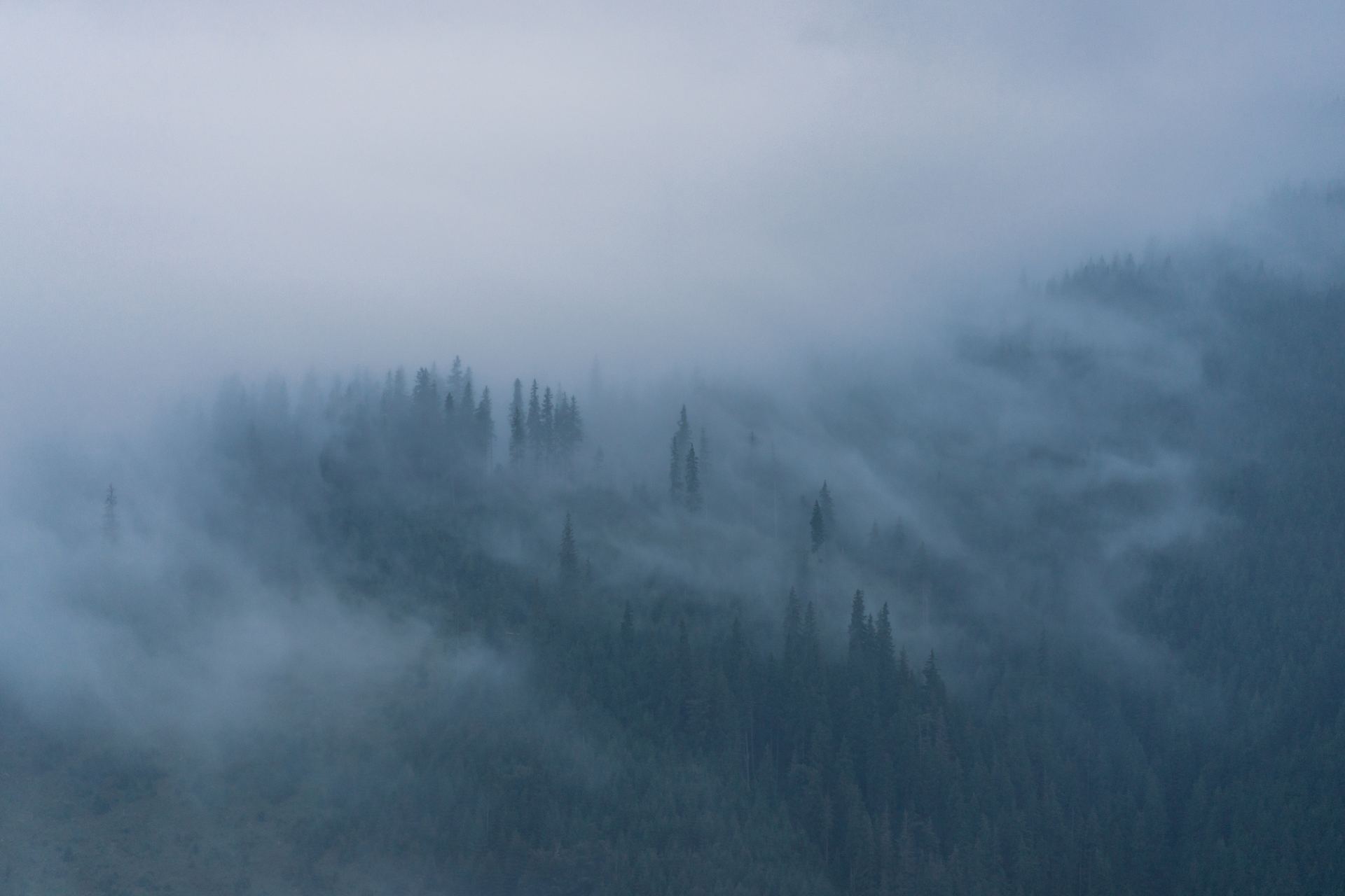 Forêt dans la brume