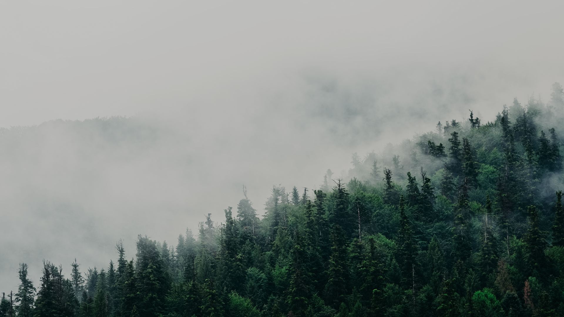 Forêt boréale dans la brume
