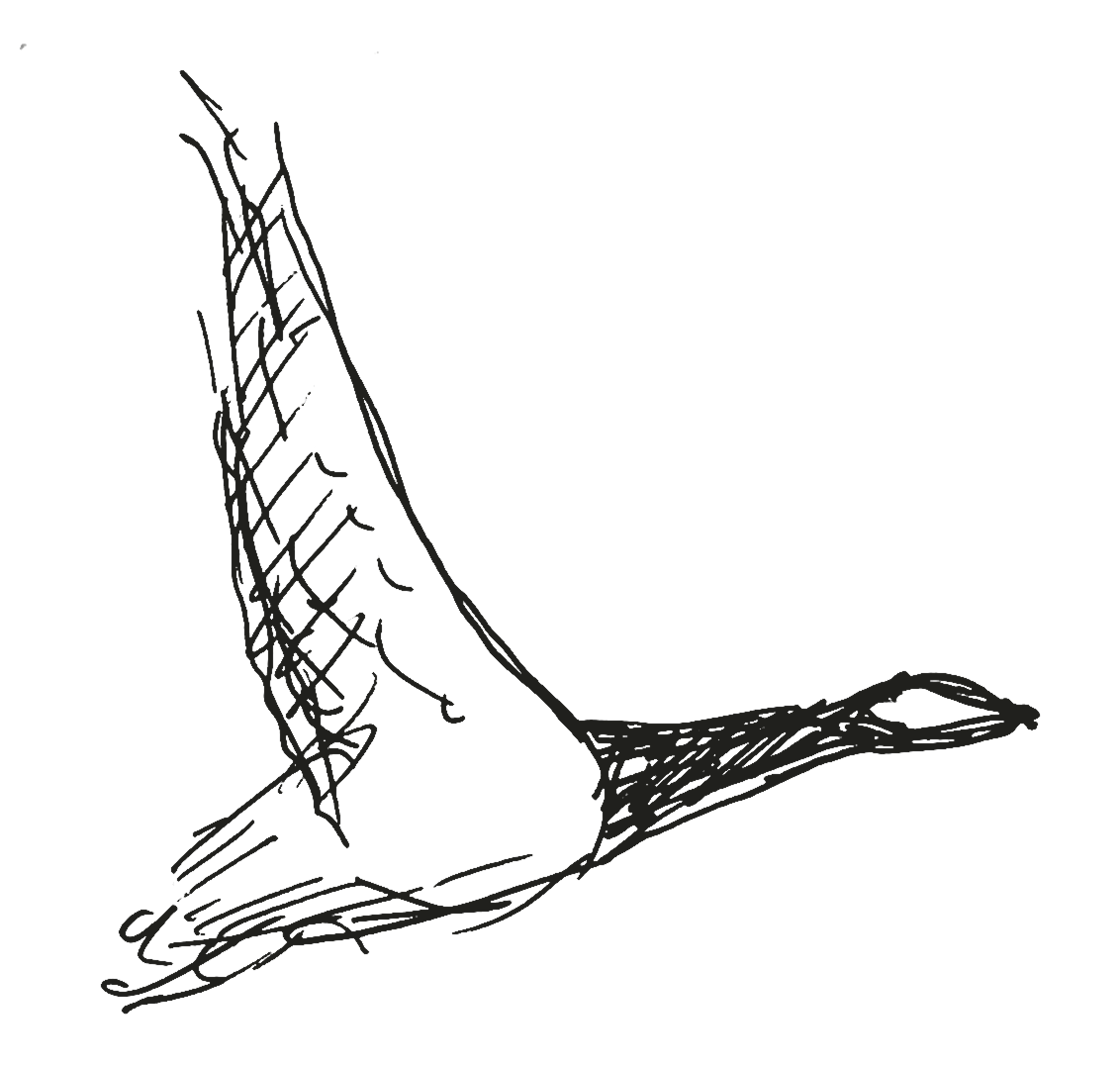A goose in flight, drawn by hand in ink