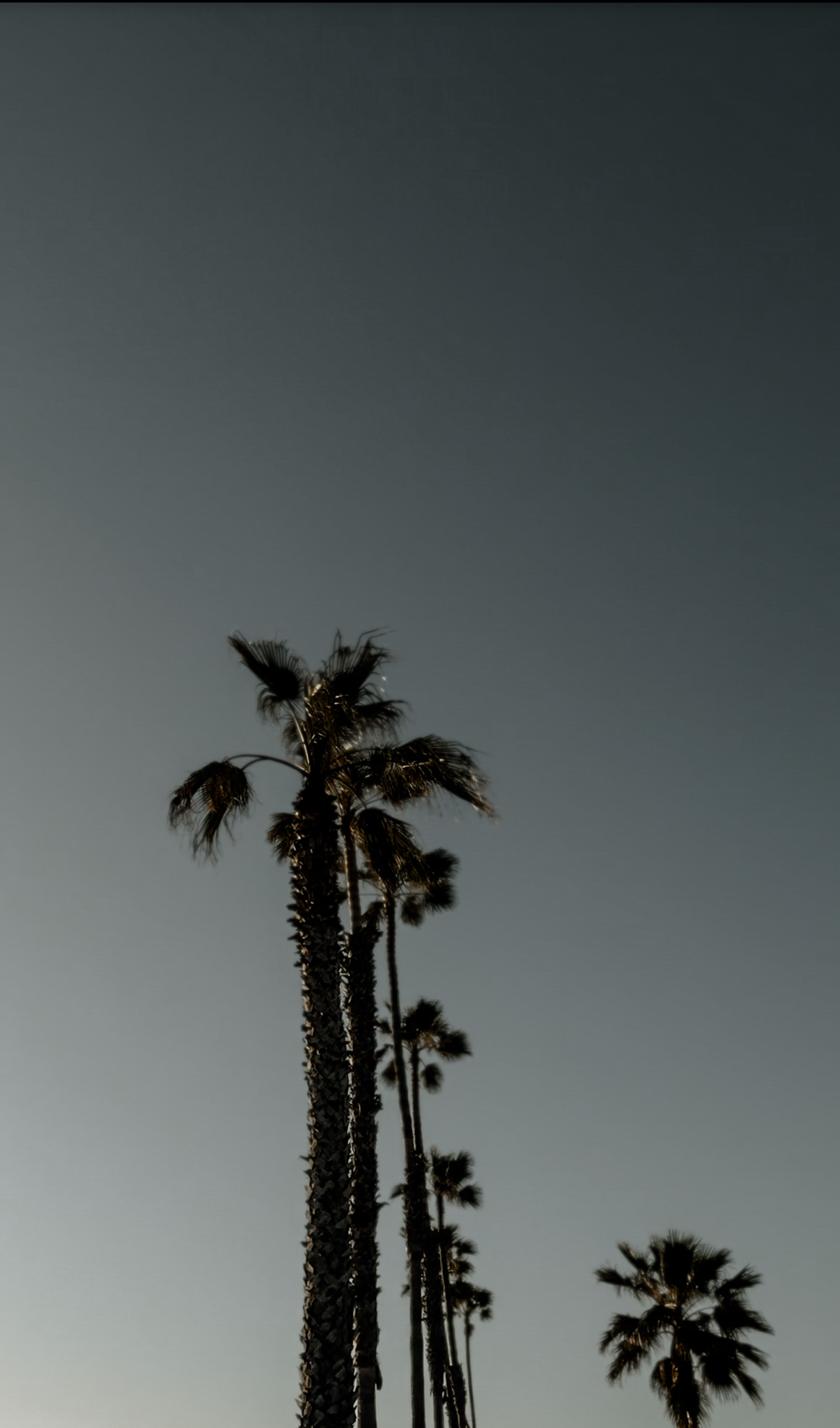 Looking up at palm trees against the sky in Oceanside, California