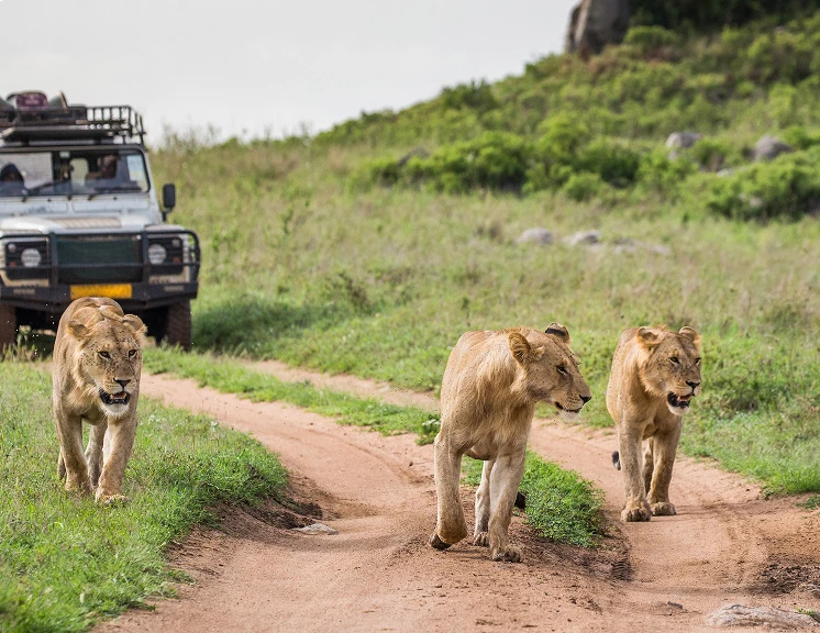 Wildlife