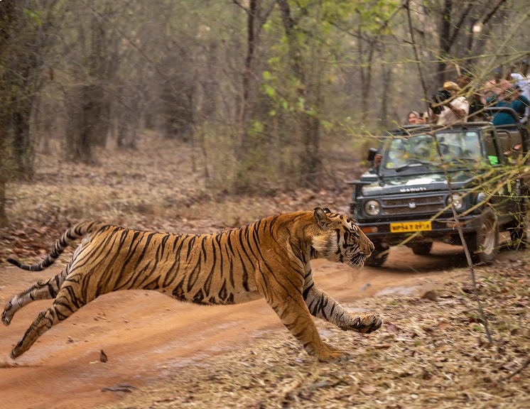 Wildlife