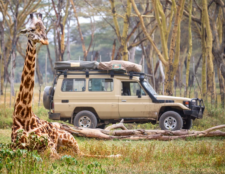 Wildlife
