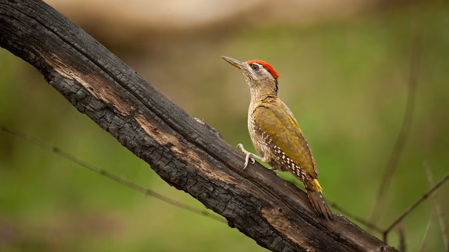 Guided birdwatching at Machaan
