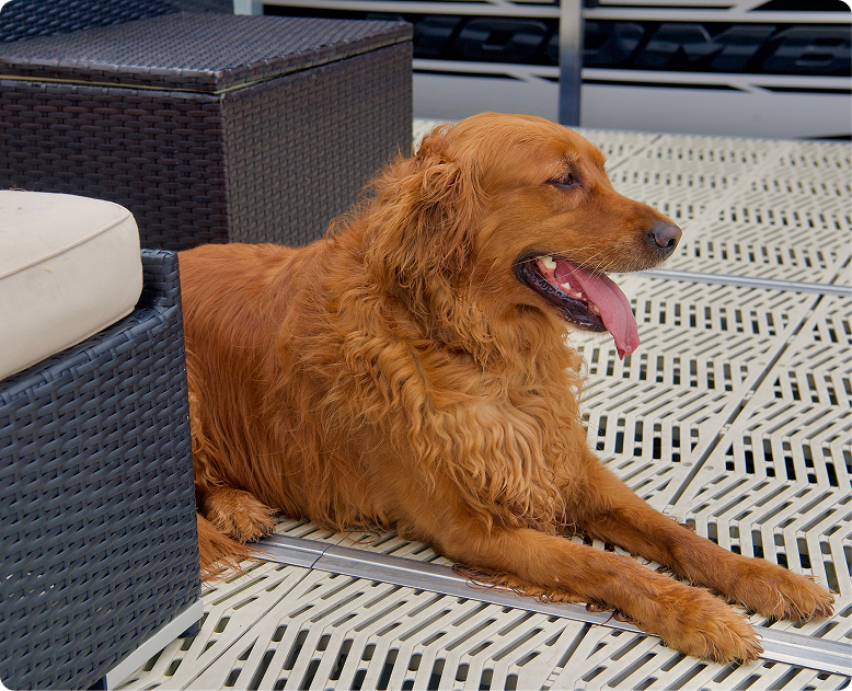 Golden retriever dog lying on patterned outdoor flooring next to wicker furniture.