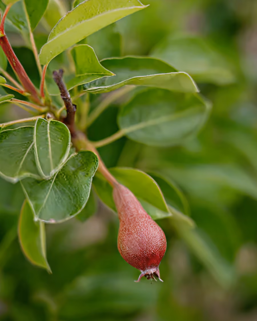 Close-up of a small, unripe pomegranate fruit hanging from a branch with green leaves.