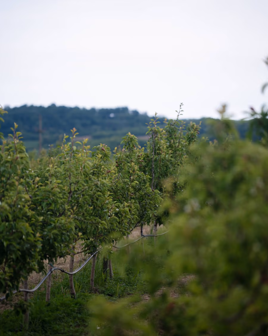 Rows of leafy green fruit trees in an orchard with distant hills under a cloudy sky.