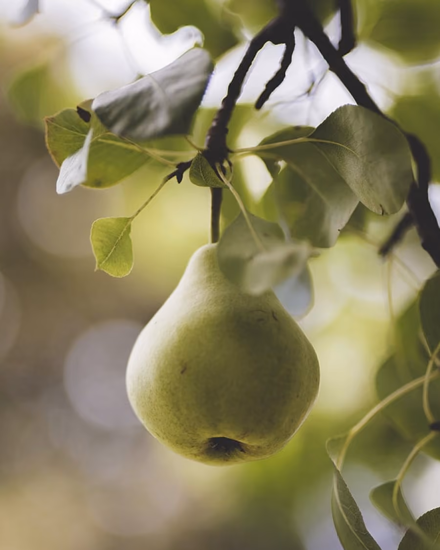 Green pear hanging from a tree branch with surrounding leaves in natural light.