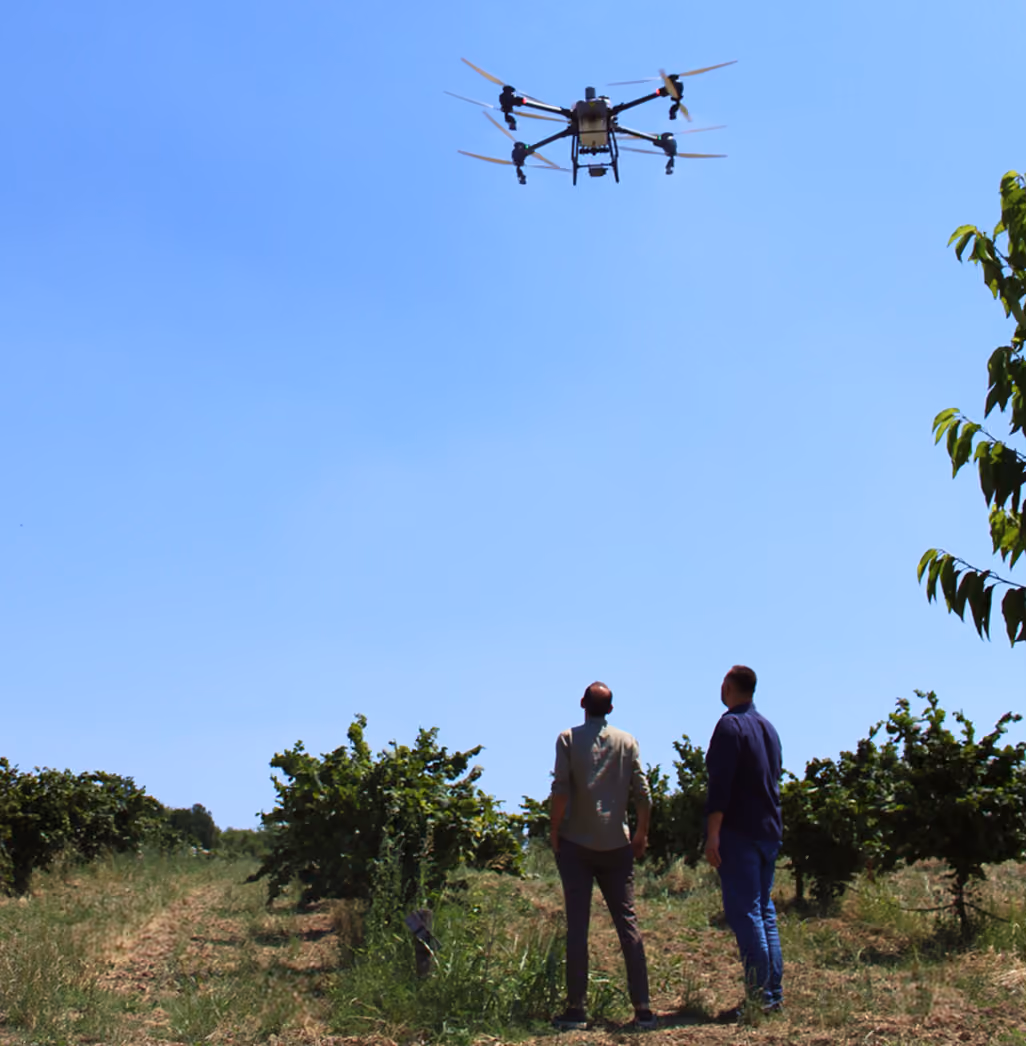 Two men in a field looking up at a drone flying in a clear blue sky above crops.