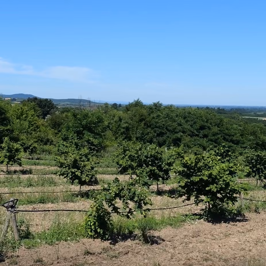 Rows of small leafy plants growing in a field under clear blue sky with trees in the background.