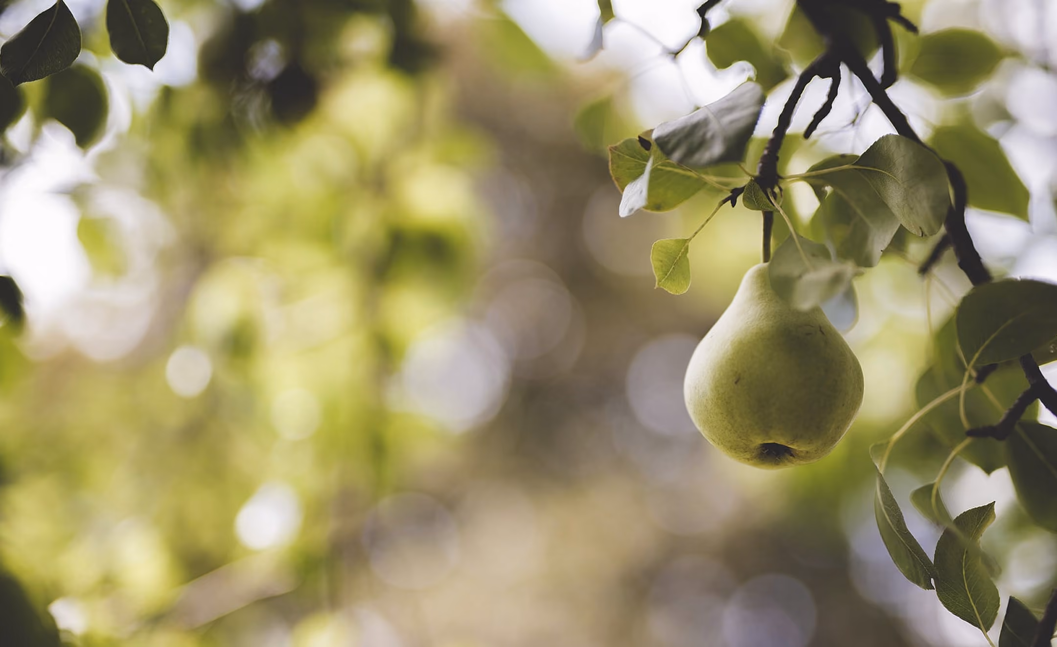 A single green pear hanging from a leafy tree branch with a blurred green background.
