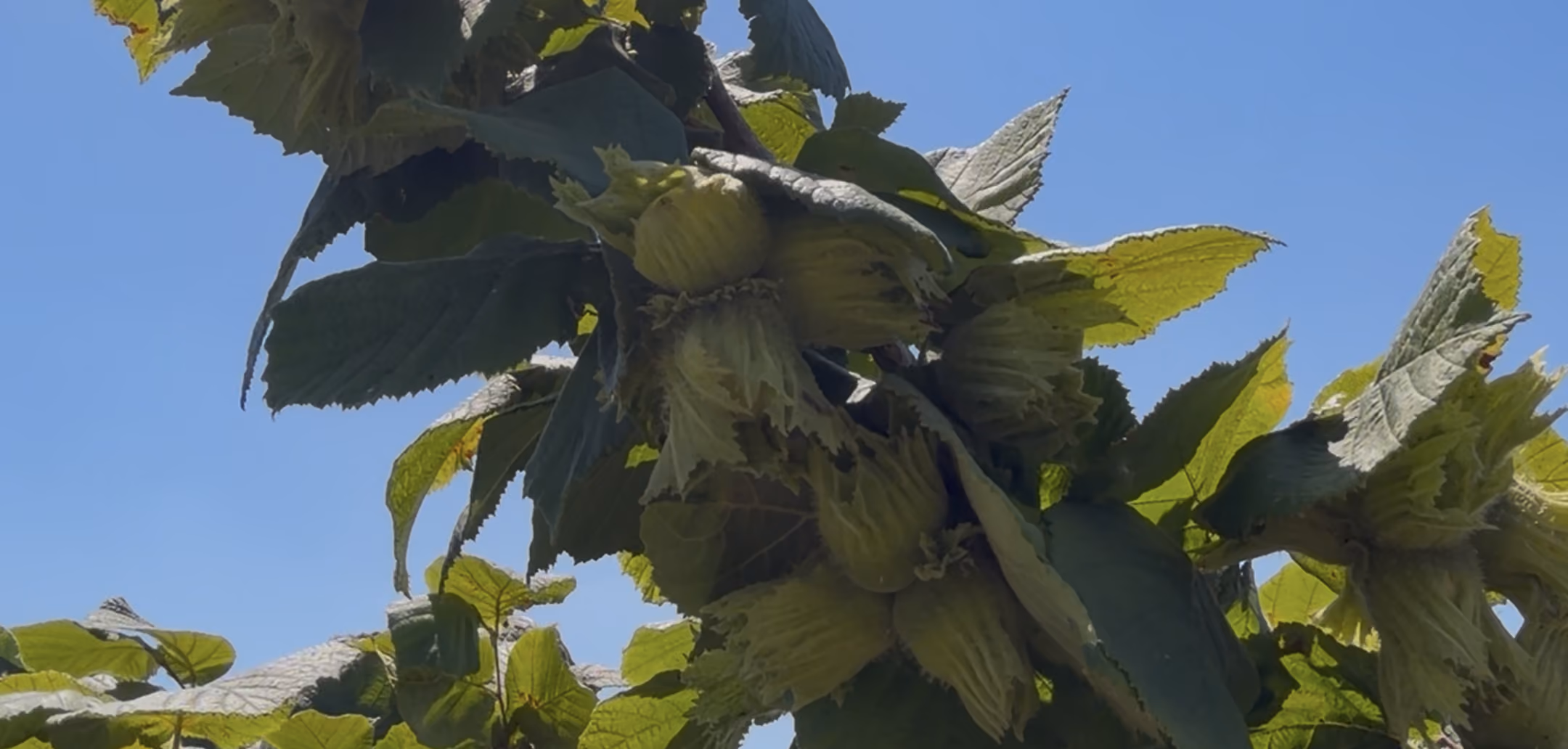Cluster of green hazelnuts growing on a tree branch with green leaves against a clear blue sky.