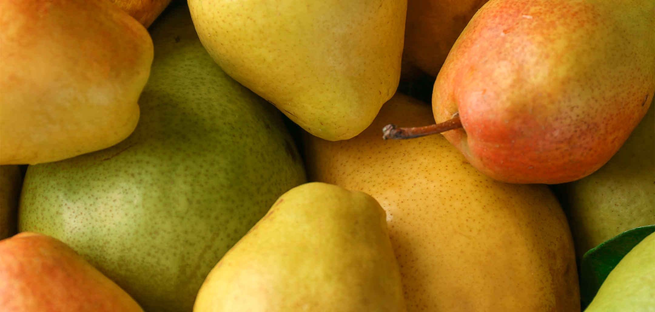 Close-up view of assorted ripe pears in yellow, green, and red shades.
