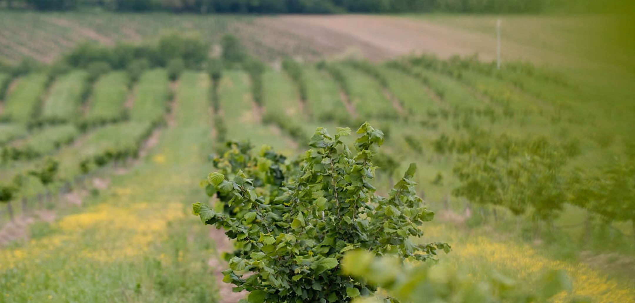 Rows of green plants and trees in a field with yellow wildflowers in the foreground.
