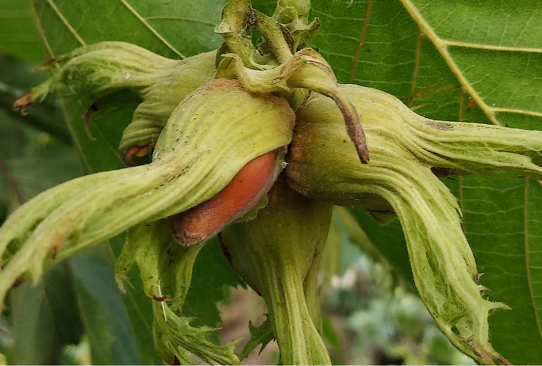 Close-up of green hazelnuts growing on a tree with large green leaves in the background.
