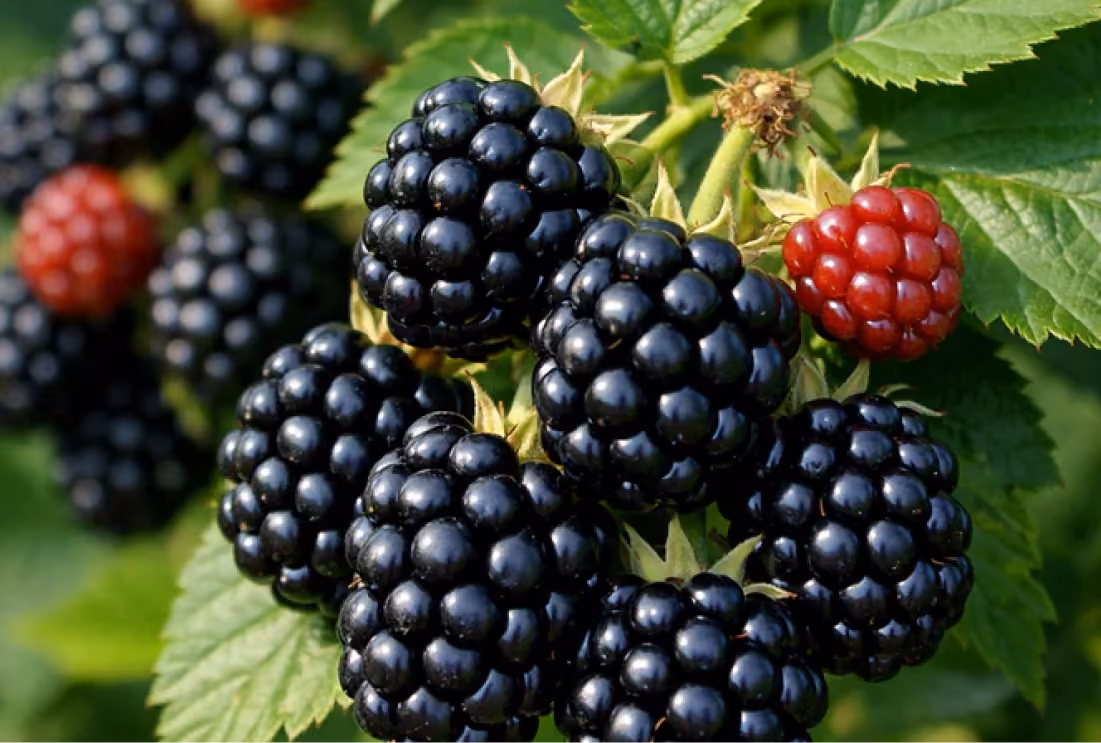 Cluster of ripe blackberries and a single unripe red blackberry on green leafy branches.
