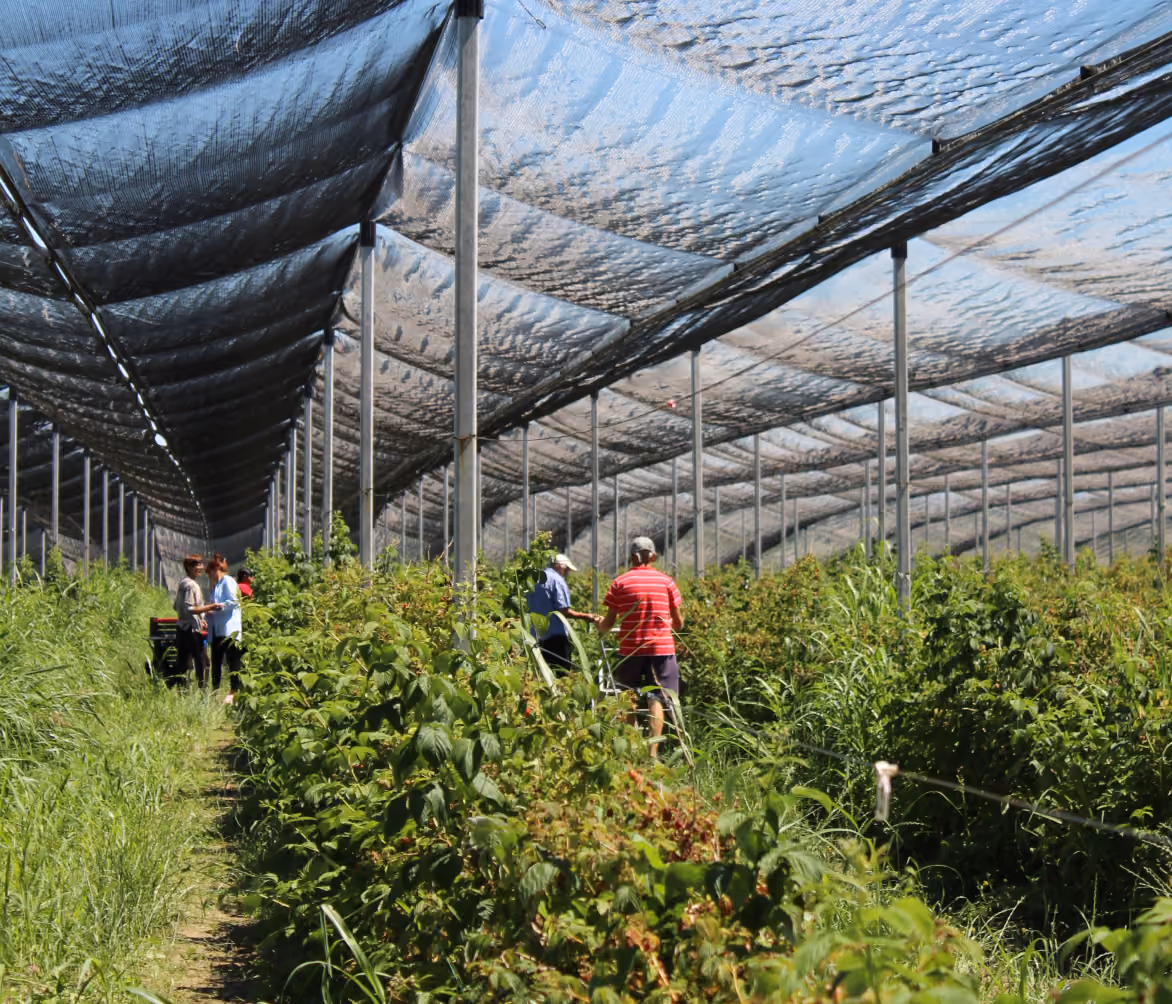 People working among leafy plants under a large protective net structure in a sunny agricultural field.