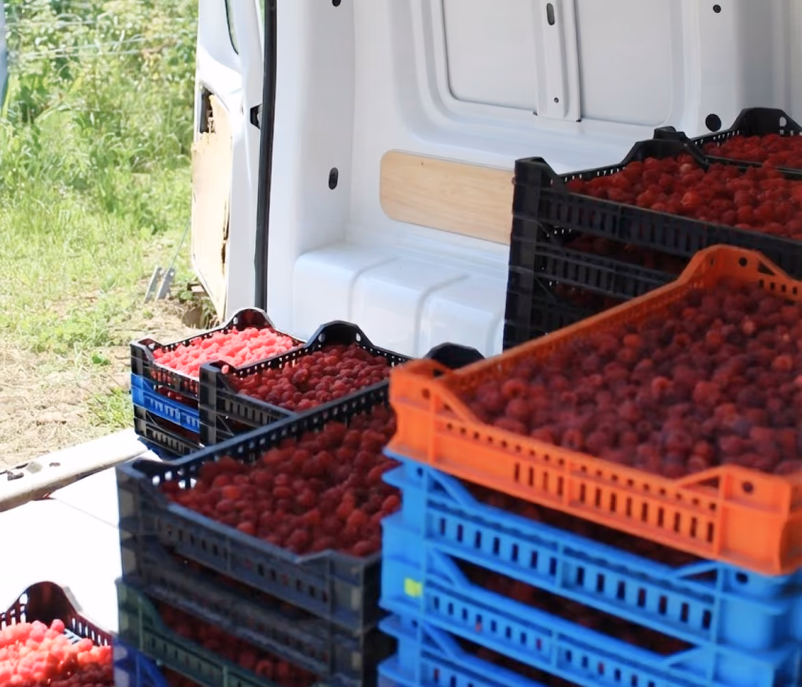 Crates filled with red raspberries stacked inside the back of a white van near a field.