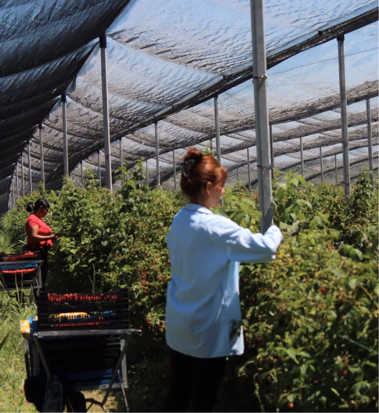 Two women picking berries inside a large greenhouse with shade netting overhead.