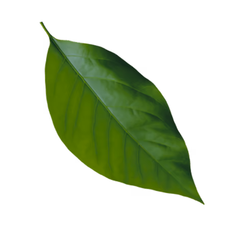 Single green leaf with visible veins on a transparent background.