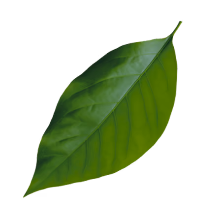 Single green leaf with visible veins on a black background.