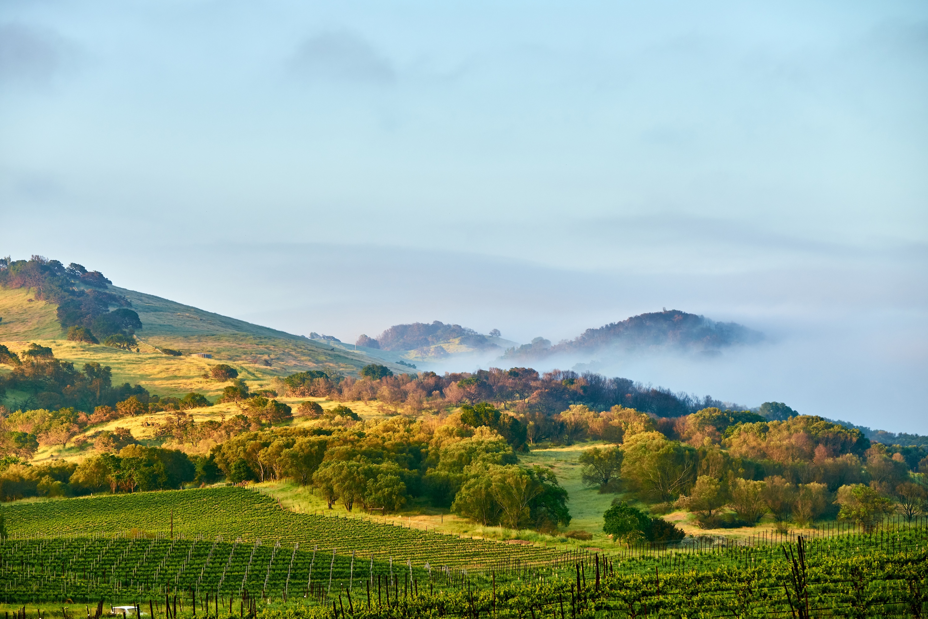 Napa Valley stock image