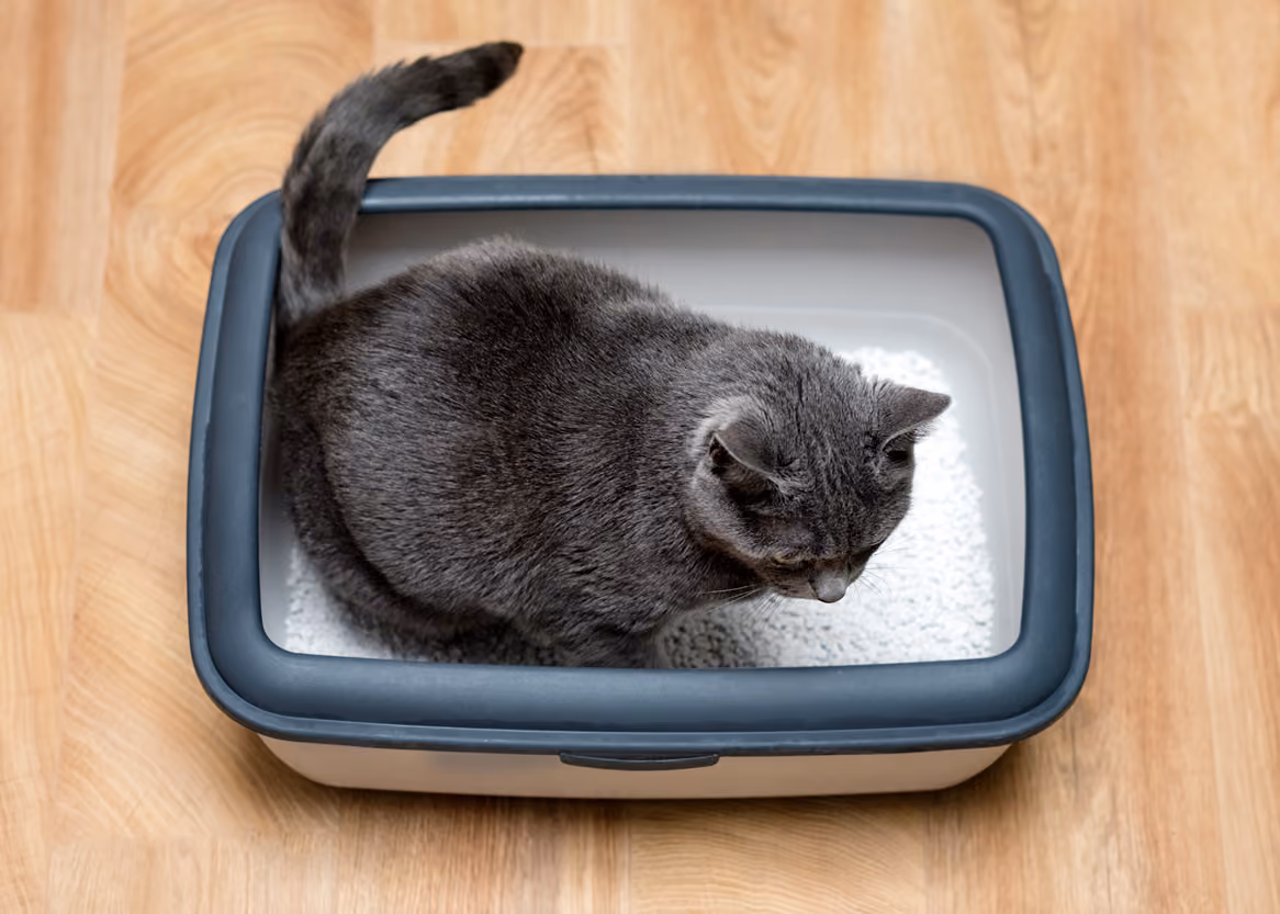 Gray cat sitting in a litter box on a wooden floor, viewed from above.