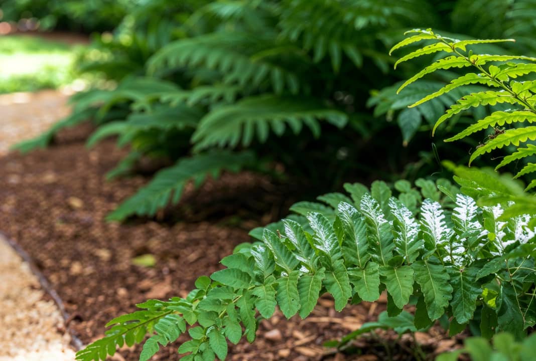 10 interesting ideas to steal from Los Angeles, CA gardens