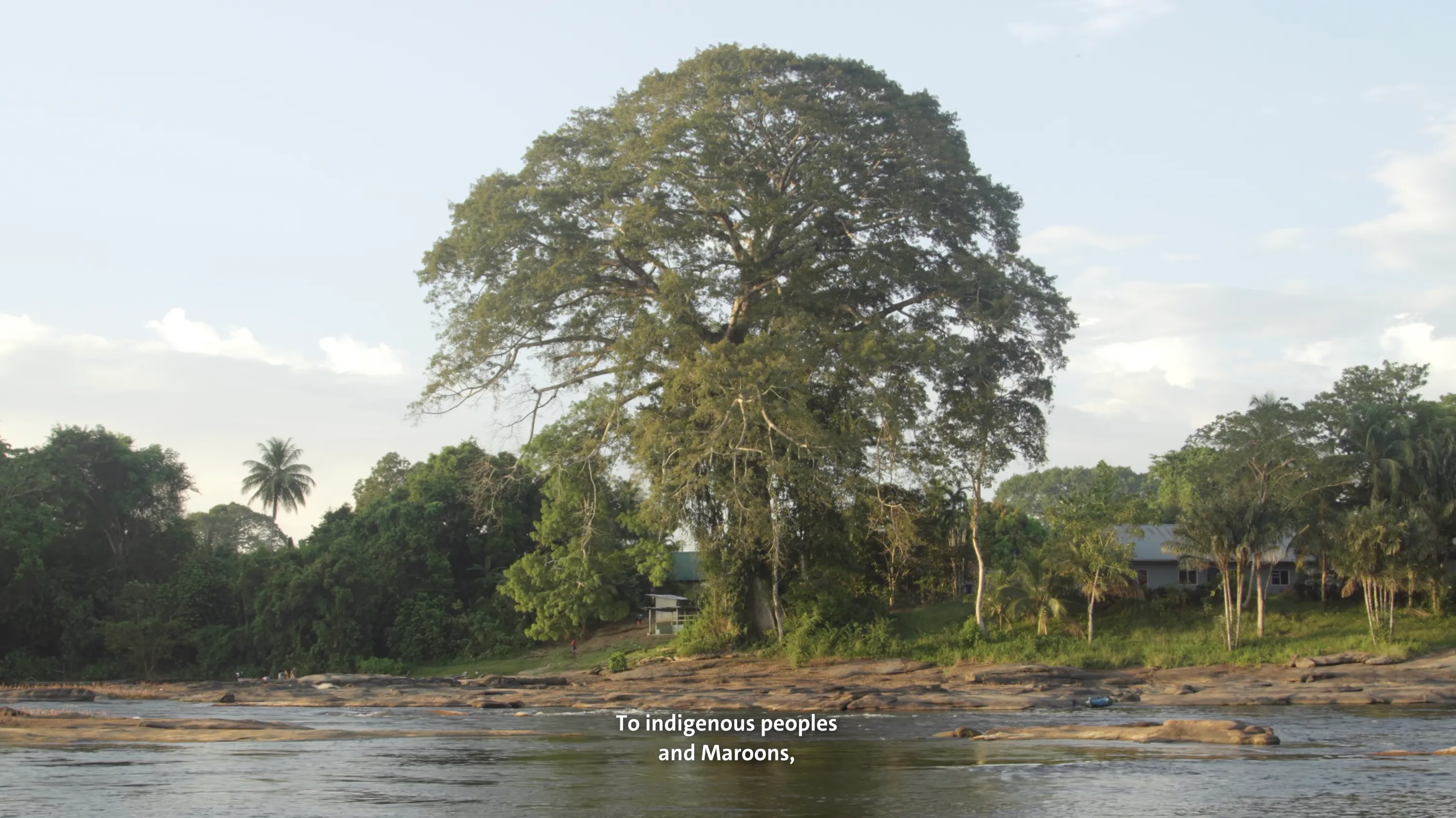 Bos van Suriname