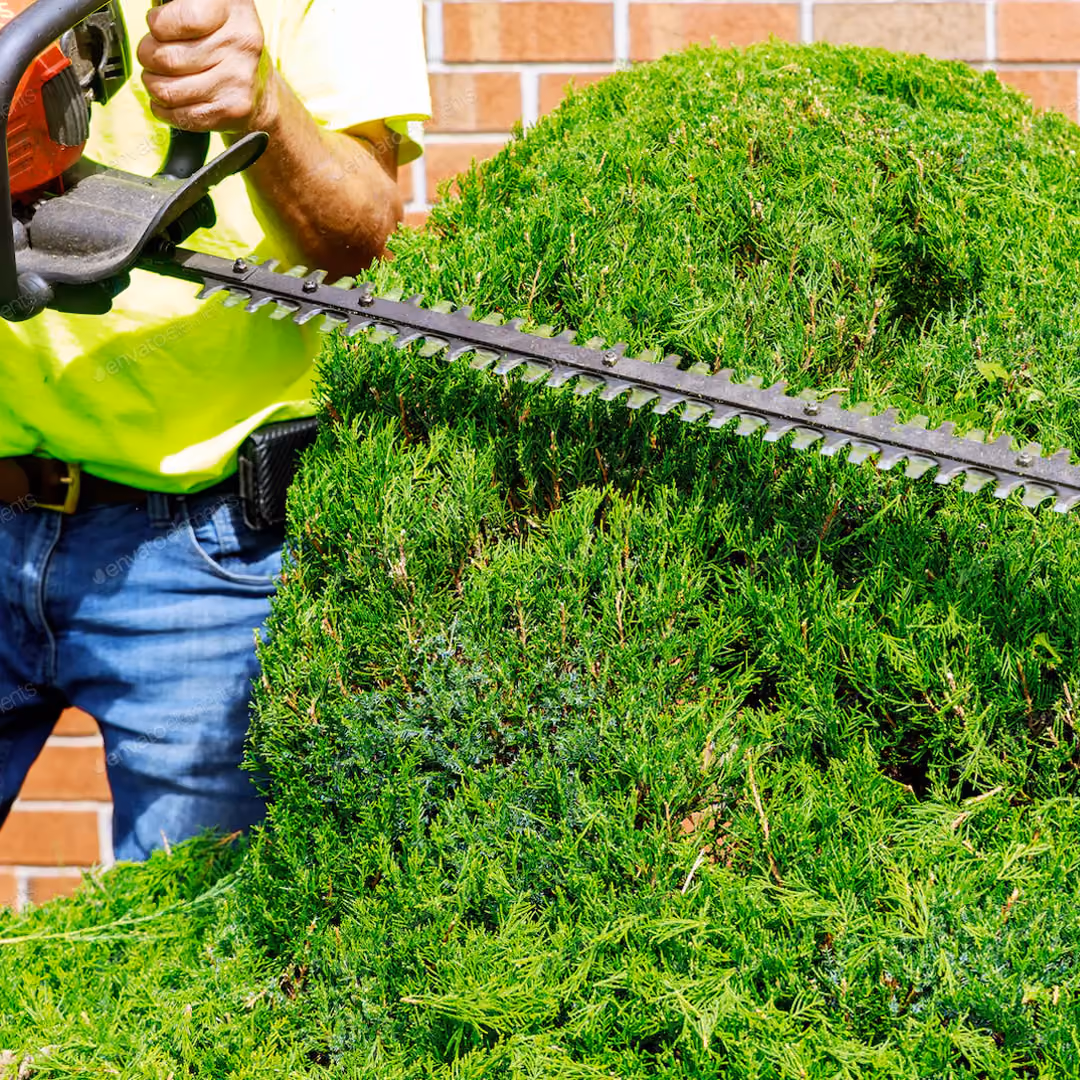 Professional shrub trimming by E&E Lawn Care in Sacramento, California