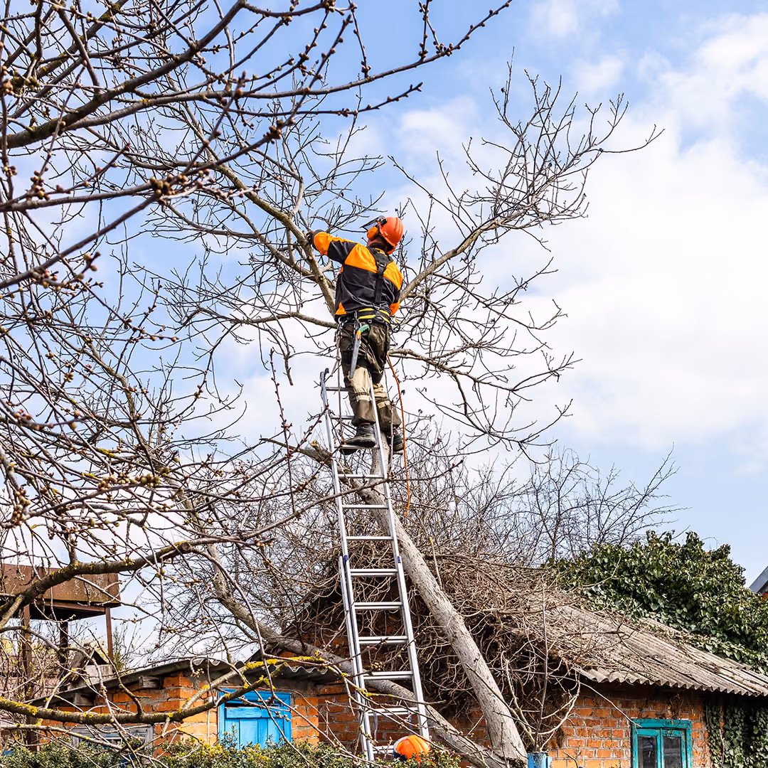 Professional shrub trimming by E&E Lawn Care in Sacramento, California