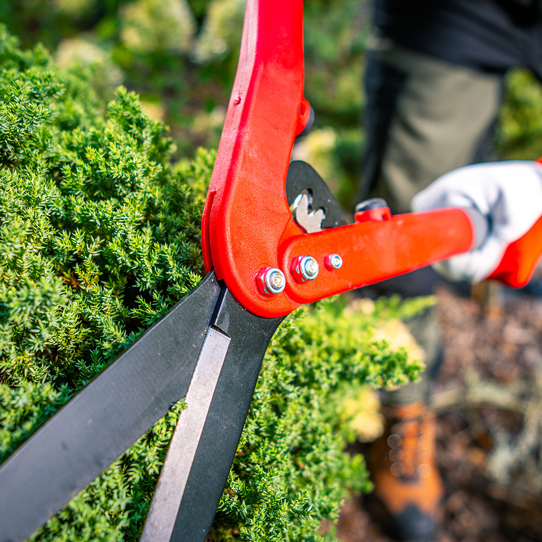 Professional shrub trimming by E&E Lawn Care in Sacramento, California