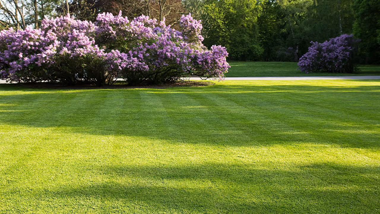 Freshly mowed and professionally maintained lawn by E&E Lawn Care