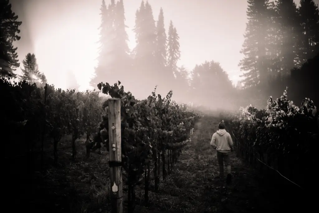 Senses Wines