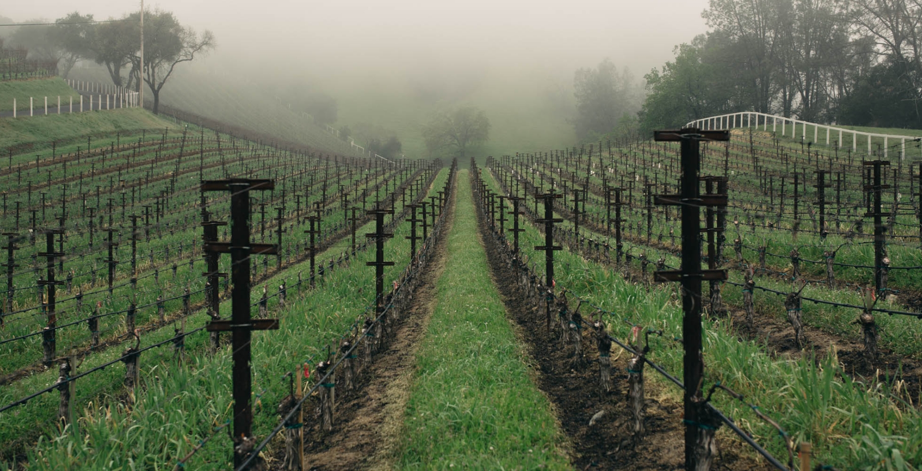 Abreu Vineyards