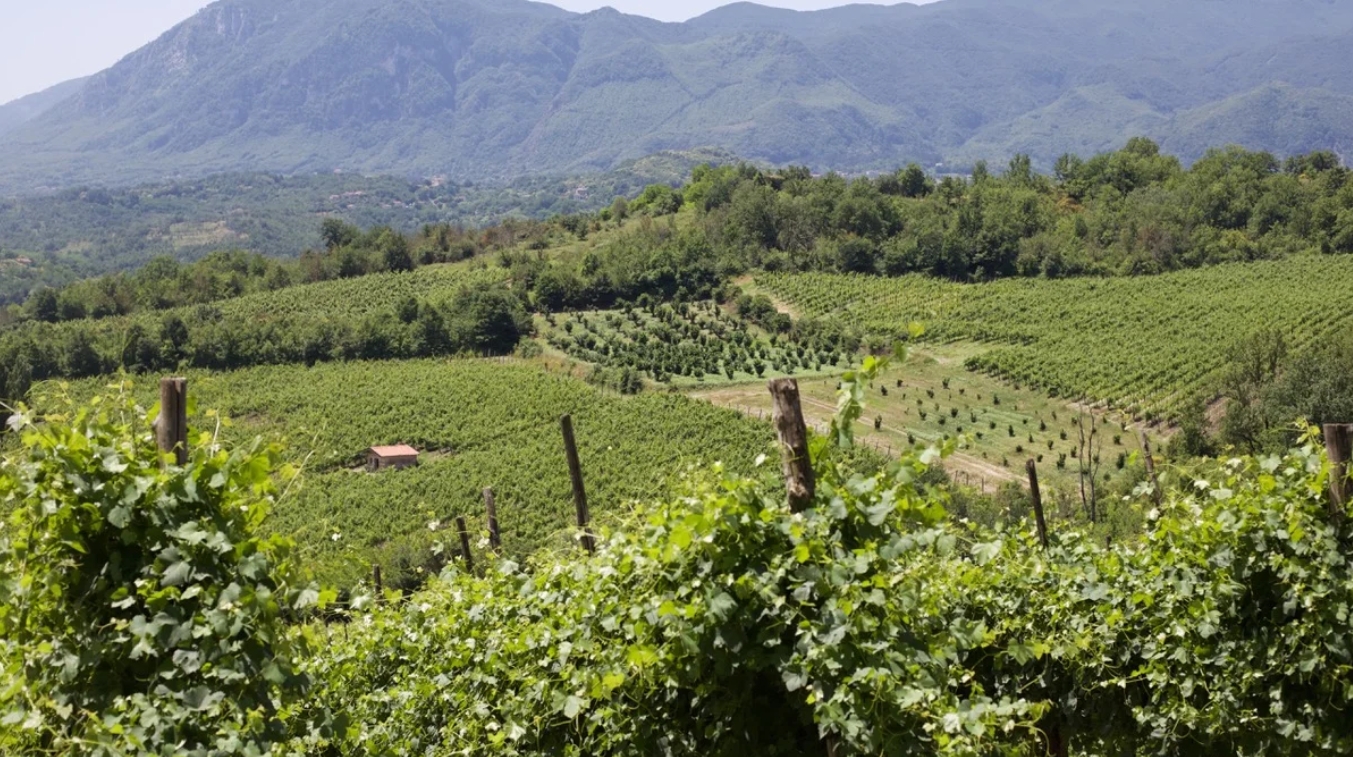 Oliver McCrum Wines
