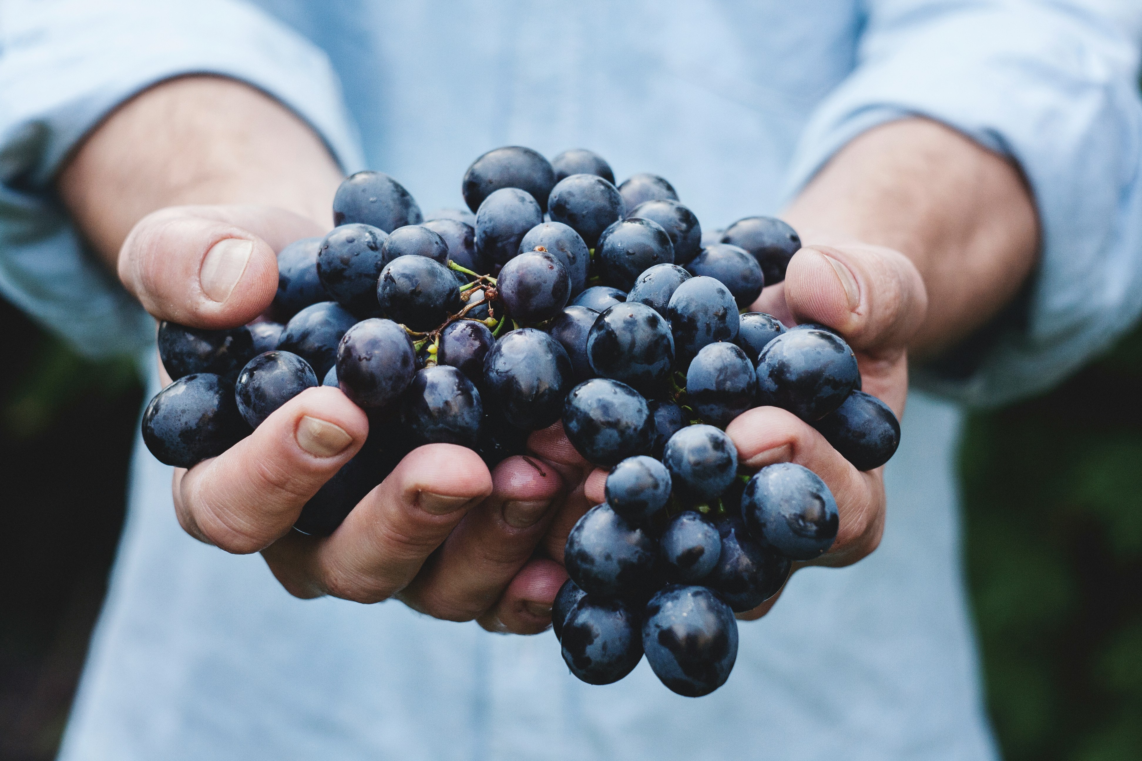 Hands holding a cluster of estate-grown wine grapes at 14 Acres