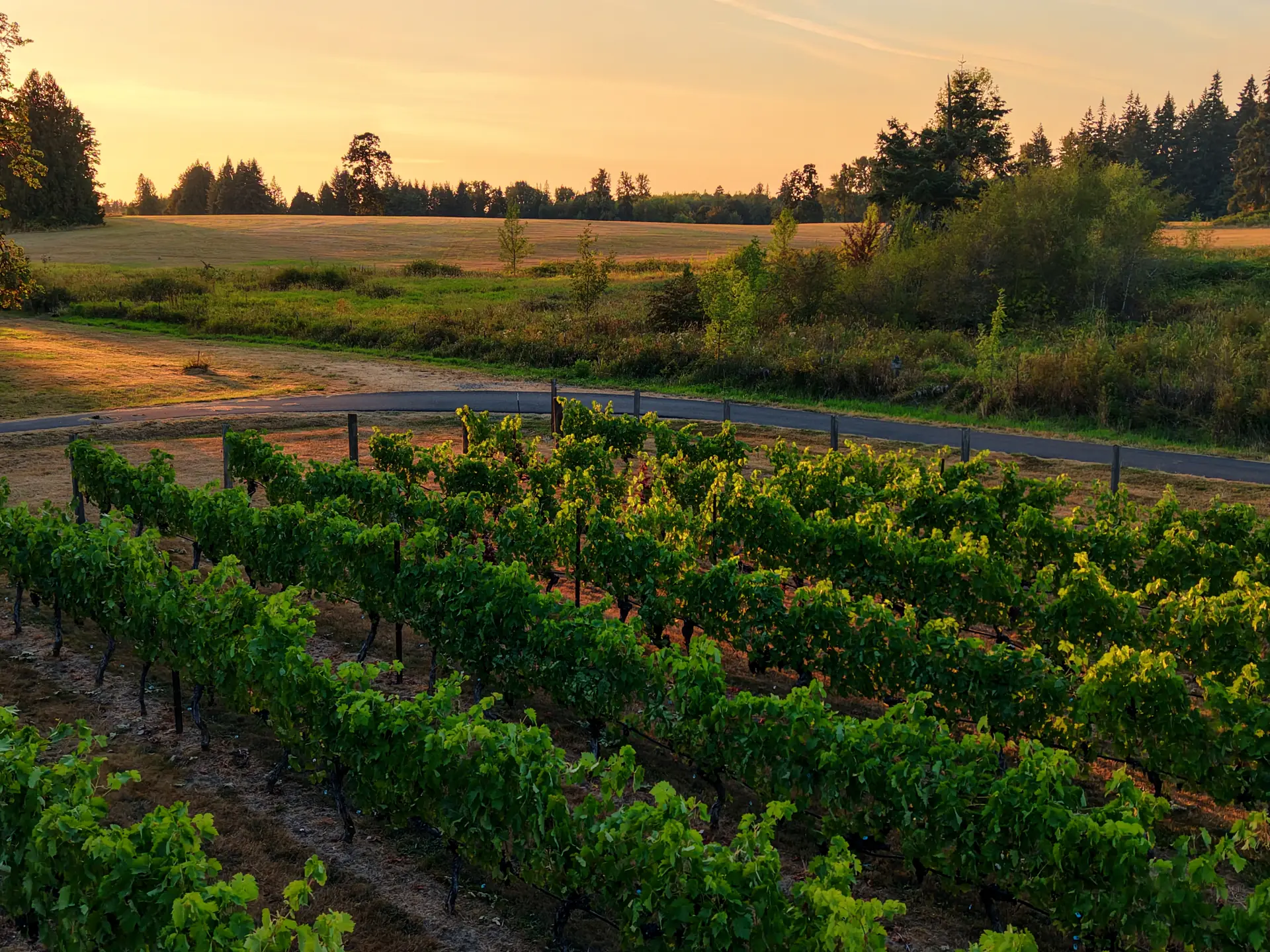 Sunset over the vineyard rows at 14 Acres in Ridgefield, Washington