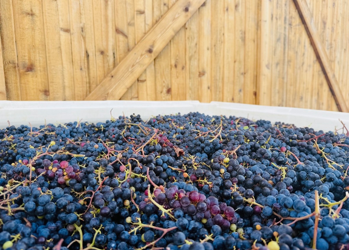 Hand harvesting grapes in the 14 Acres vineyard